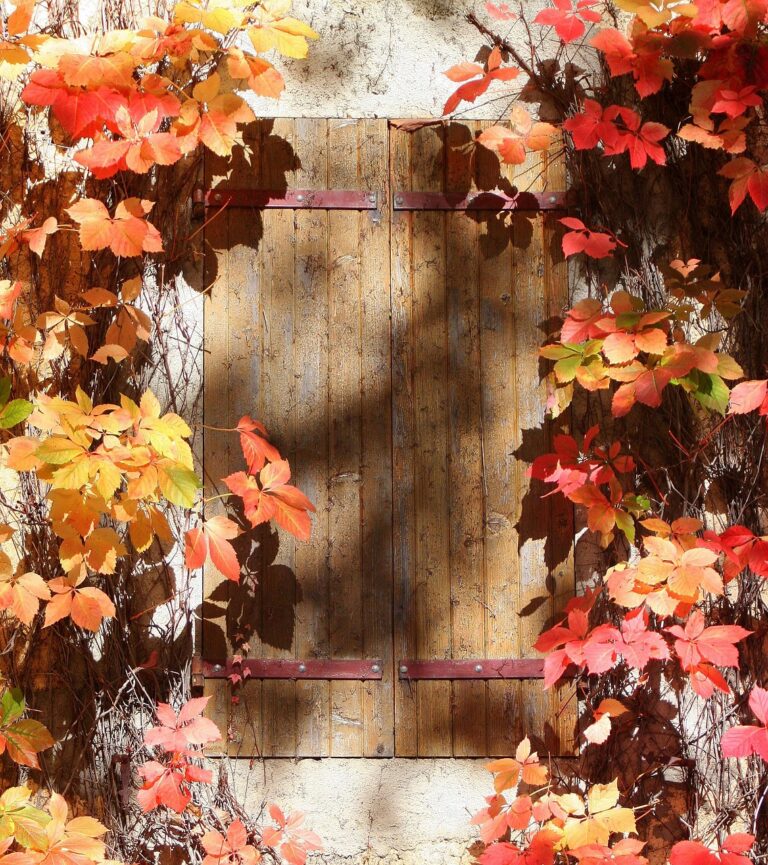 window, shutter, autumn leaves, home, house, architecture, building, facade, house window, decoration, old, wooden, europe, rustic, wood, country, exterior, village, rural, outdoor, weathered, red, brown, france, fr, languedoc, charming, mental health, mental health, mental health, mental health, mental health, mental health